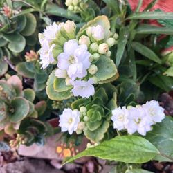 KALANCHOE 
