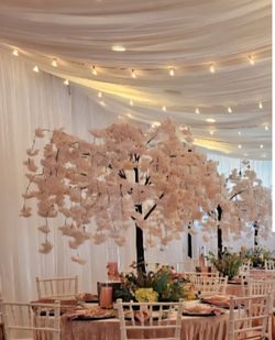 Cherry blossom trees 5ft tall