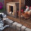Dotty Hen House 