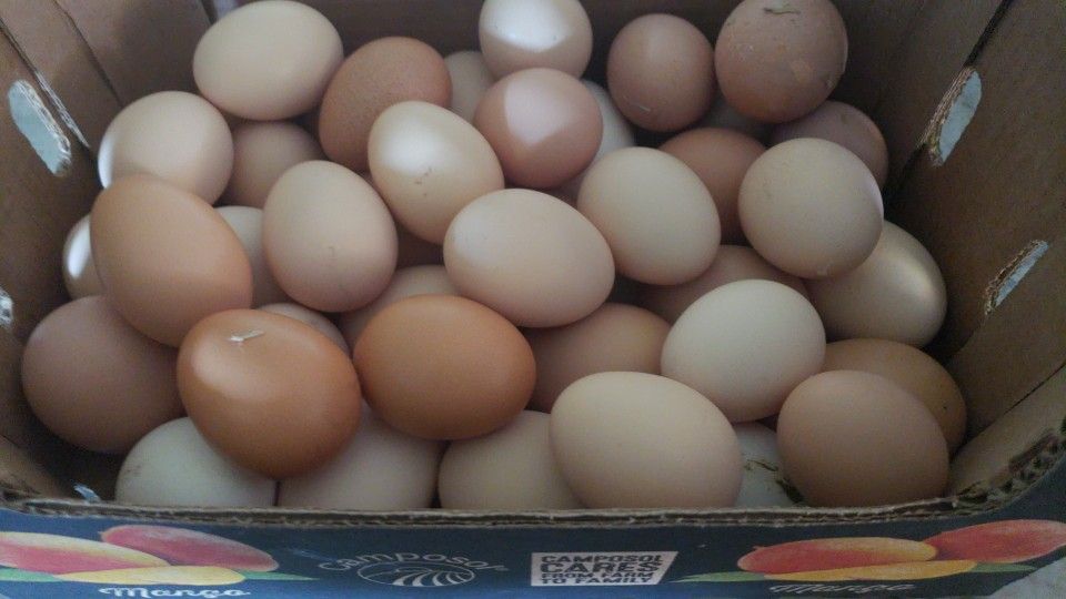 Cage Free Chicken Eggs