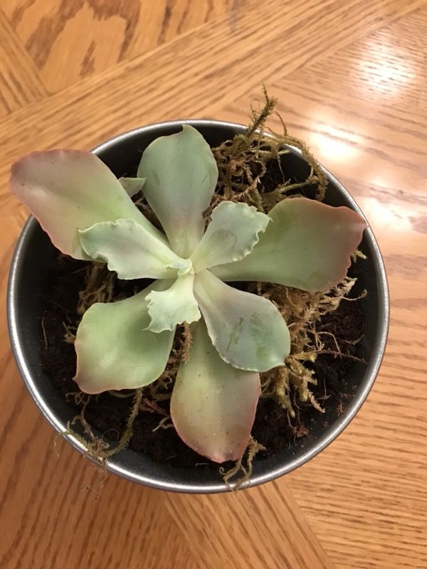 Debi Lilly Design Succulent Botanical Collection—houseplants