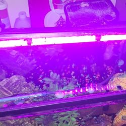 10 Gallon Top Fin Fish Tank