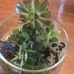 Beautiful succulent plants