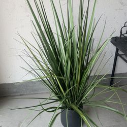 Artificial Plant With Ceramic Base