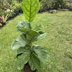 FIDDLE LEAF FIG (Trendy House Plant Air Purifying ) 3 Gallon Pot