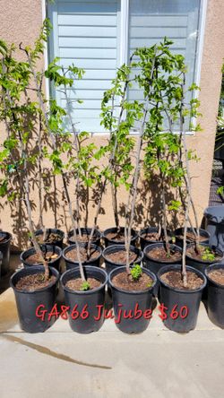 Fruit Trees For Sale (See Pricing Below)