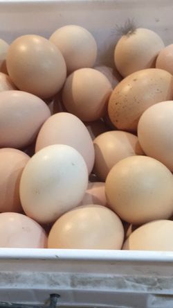 Fresh eggs huevos frescos