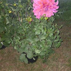 Big!!! Dahlia