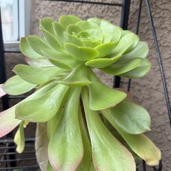 Plant