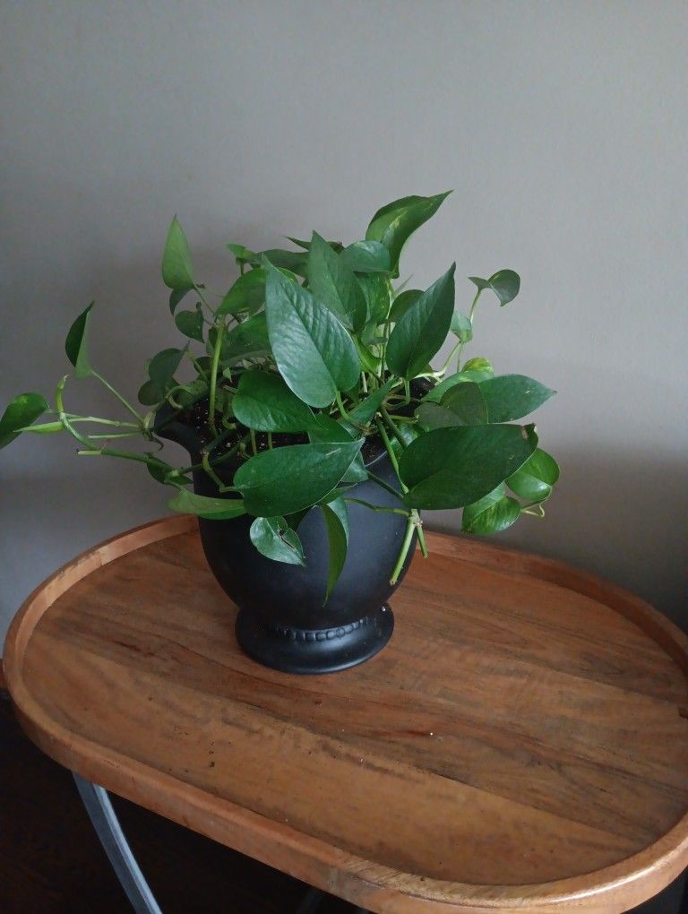 Health Green Plant With Clay Pot