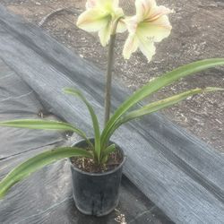 Amaryllis 