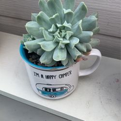 Succulent