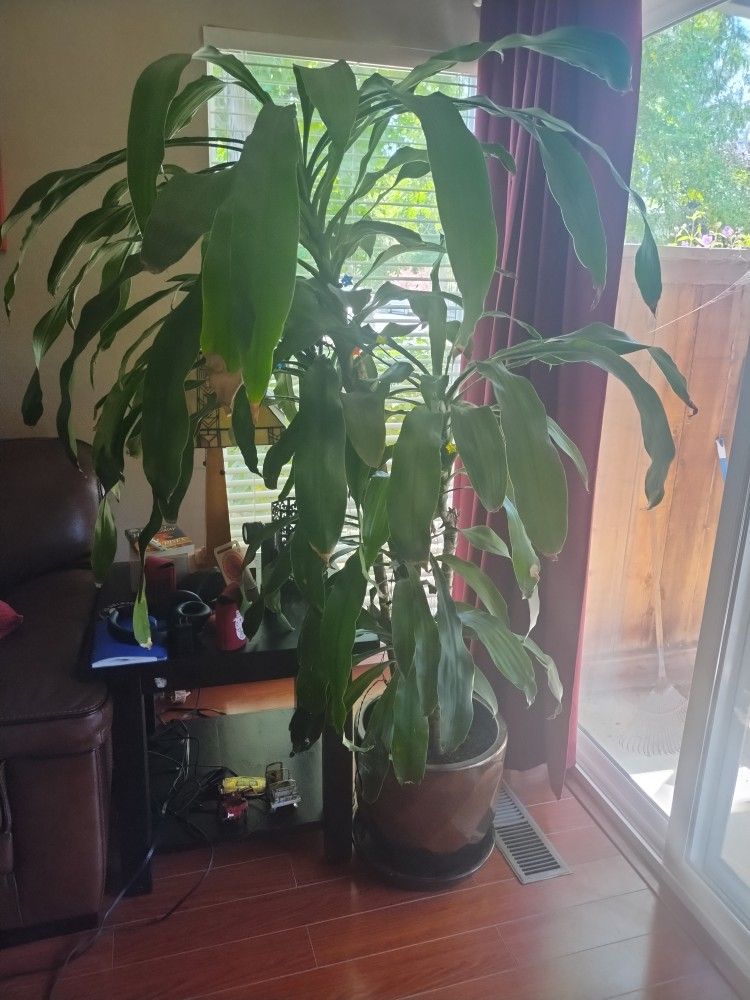 Large Dracaena "Dragon Tree"