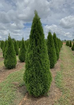 Privacy Tree Sale FREE DELIVERY! Emerald Green & Green Giants 