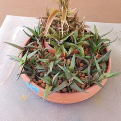 Round 10" terracotta w/Succulents 