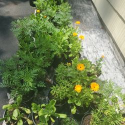 Sales Perennial Plant Each $5