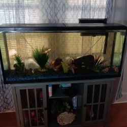 Fish Tank