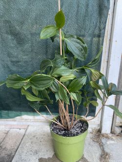 Medenilla Orquid Plant, In 5 Gallóns Pot Pick Up Only