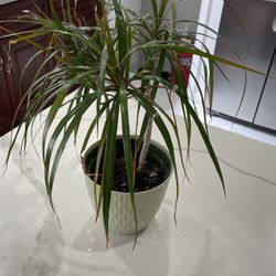 Beautiful Drancenea Plant $15