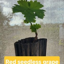 red seedless grape $ 6