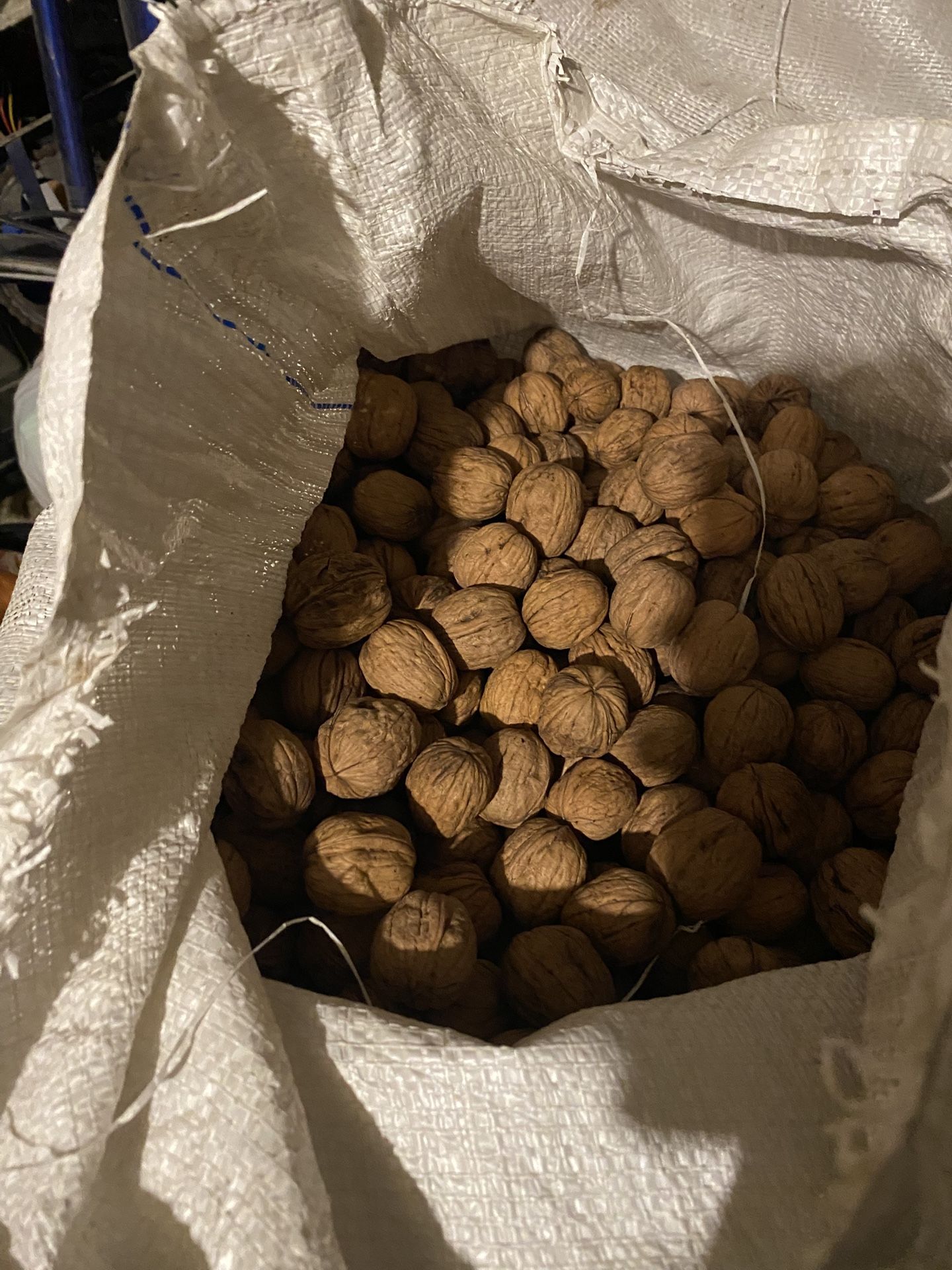 Nuez De Temporada Ya Orniada Muy Seca