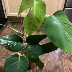 Variegated  Monstera  Albo Plant ( Pls Read Description )