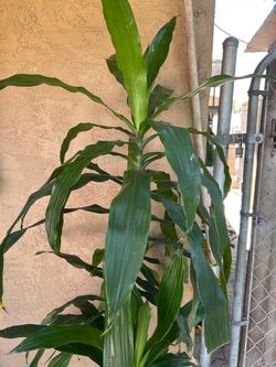 Dracaena plant