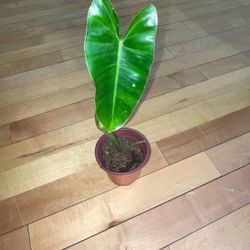 Plant Sale (prices Below In The Description)