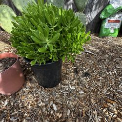 asking 25 dollars for it 