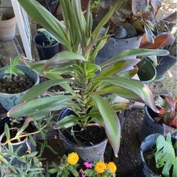 Plant 