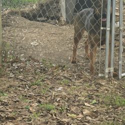 Outside Dog Kennel,  Inside Dog Crate, And Dog House