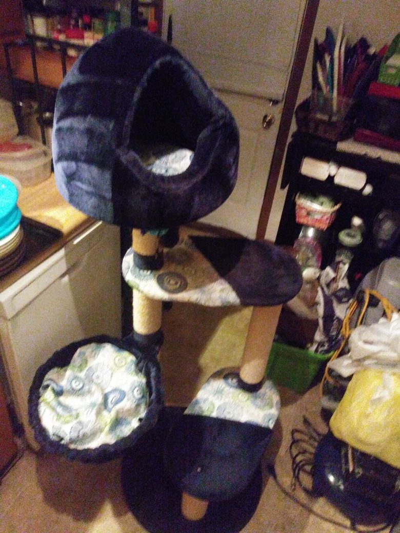 cat play house