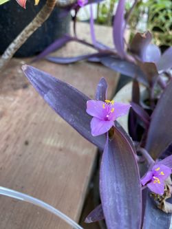 Purple Hearts Succulents