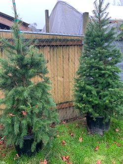 6-7 Large potted trees