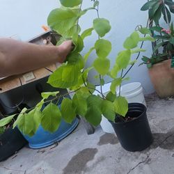 Cherimoya Tree 3 Years Old 3.5 Foot Tall