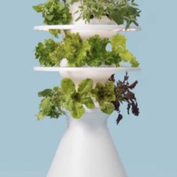 Lettuce grow Farm stand 