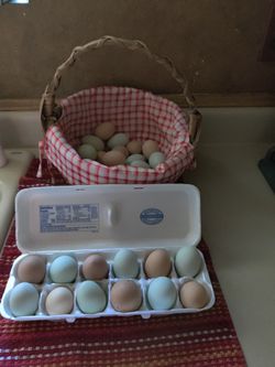 Fresh Chicken Eggs
