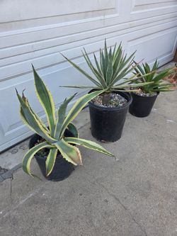 3  agaves available ($15 each