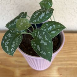 Silver Pothos Plant 🪴 in 5.5” pink ceramic pot