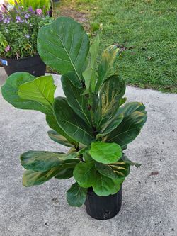 Fiddle leaf fig live