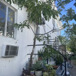 Gumbo Limbo TREE FOR SALE in Miami Beach - Height 13’ - Pick up ONLY 