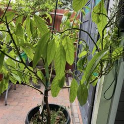 Avocado Tree