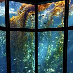 Monterey bay aquarium tickets 