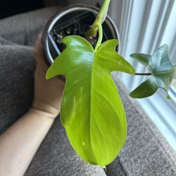Philodendron Florida Beauty Green plant