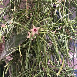 Hoya Retusa fully rooted