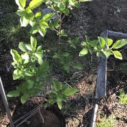 Paradise Apple Tree