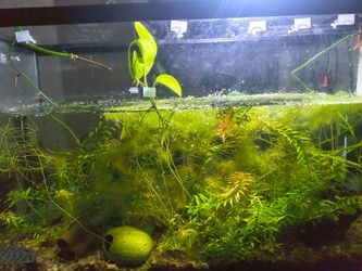 Duckweed freshwater plant