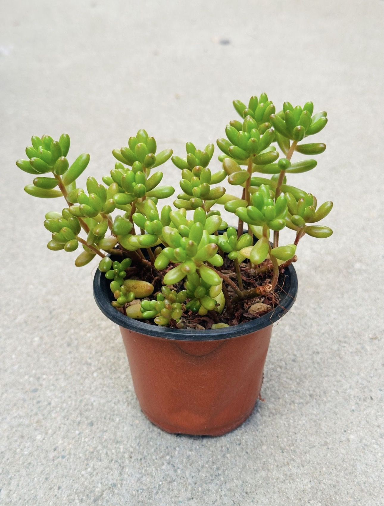 Succulents plants 🪴