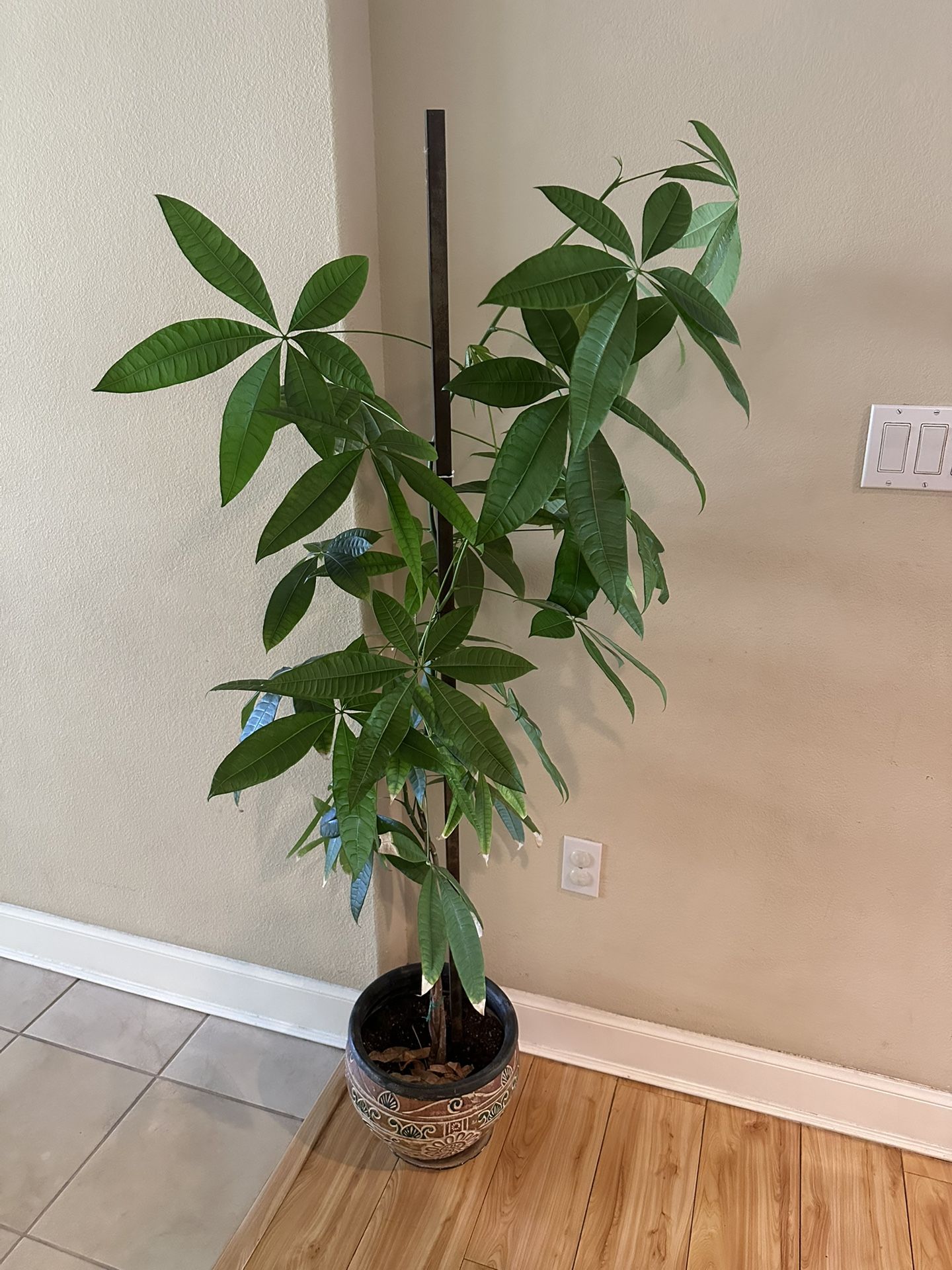 Money Plant (5ft Ish) 
