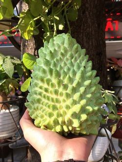 Atemoya Fruit Trees